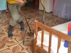 Casal encontra cobras acasalando embaixo da cama; vídeo