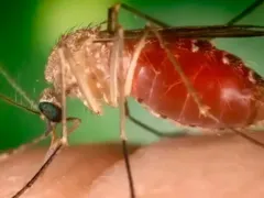 Primeira morte por Febre do Oropouche é registrada no Rio