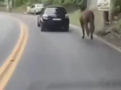 Vídeo: motorista é preso por arrastar cavalo com o carro