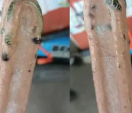 Novo sabor! Homem encontra cobra venenosa em picolé