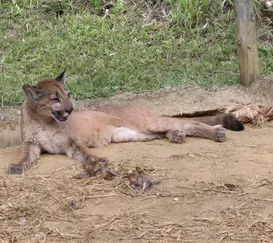 Inusitado! Onça é resgatada após invadir um galinheiro