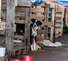 Mais de 5 mil animais em risco resgatados este ano no Rio