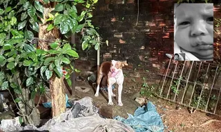 Imagem ilustrativa da imagem Bebê de 3 meses morre após ser atacado por pitbull