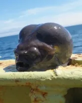 Imagem ilustrativa da imagem Bizarro! 'Peixe alien' é encontrado por pescador; vídeo