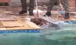 Imagem ilustrativa da imagem Capivara se refresca em piscina de casa em Niterói; vídeo