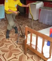 Imagem ilustrativa da imagem Casal encontra cobras acasalando embaixo da cama; vídeo
