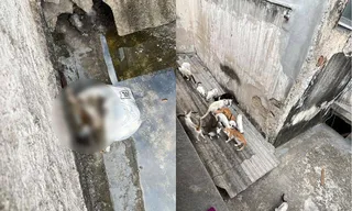 Imagem ilustrativa da imagem Chacina de gatos causa pânico em moradores de Niterói; vídeo é forte