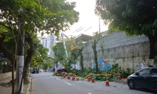 Imagem ilustrativa da imagem Enel é multada por destruição de árvores em Niterói