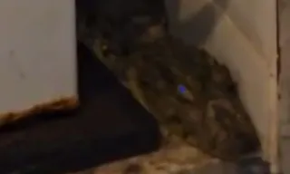 Imagem ilustrativa da imagem Família se depara com jacaré ao chegar em casa na Zona Oeste