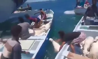 Imagem ilustrativa da imagem Navio lotado de ovelhas naufraga e mais de 100 morrem afogadas