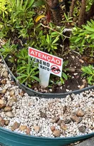 Imagem ilustrativa da imagem Placas sobre veneno de rato preocupam moradores de Niterói