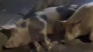Imagem ilustrativa da imagem Porco morre atropelado por motocicleta; vídeo é forte