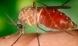 Imagem ilustrativa da imagem Primeira morte por Febre do Oropouche é registrada no Rio