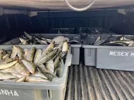 Imagem ilustrativa da imagem Quase meia tonelada de pescados apreendida em Niterói