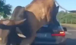 Imagem ilustrativa da imagem Touro enfurecido 'atropela' BMW e persegue homem; vídeo