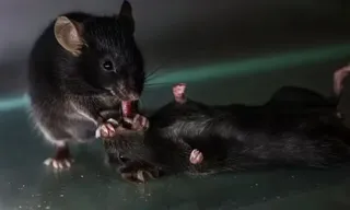 Imagem ilustrativa da imagem Vídeo com ratos prestando primeiros socorros entre si chama atenção