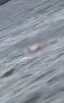 Imagem ilustrativa da imagem Vídeo: corpo é encontrado boiando na Baía de Guanabara