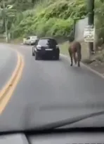 Imagem ilustrativa da imagem Vídeo: motorista é preso por arrastar cavalo com o carro