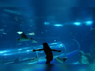 A gripe aviária é transmitida dos animais para os seres humanos