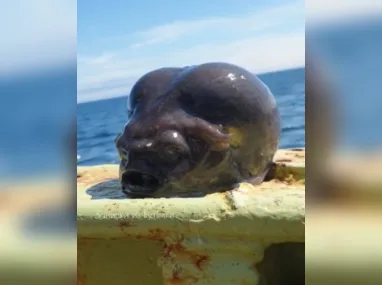 Imagem ilustrativa da imagem Bizarro! 'Peixe alien' é encontrado por pescador; vídeo