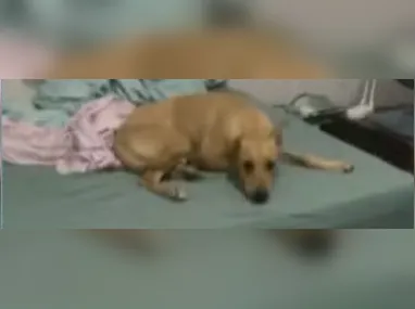 Imagem ilustrativa da imagem Cachorro caramelo só entra em casa com ar-condicionado ligado; vídeo