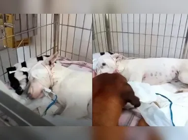 Imagem ilustrativa da imagem Cadela picada por cobra sai de coma após visita de cão; vídeo