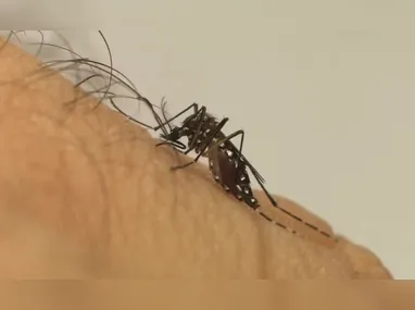 Imagem ilustrativa da imagem Estado decreta emergência por agravamento da dengue