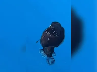 Imagem ilustrativa da imagem Inédito! Peixe 'diabo negro' é visto à luz do dia; vídeo