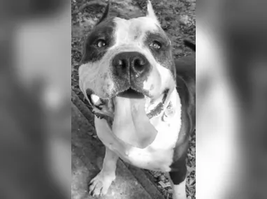 Uma cruz foi fincada na praça pedindo justiça pela morte do cachorro