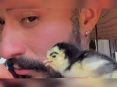 Imagem ilustrativa da imagem Pintinho nasce com sobrancelha e diverte a web; vídeo