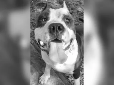 Uma cruz foi fincada na praça pedindo justiça pela morte do cachorro