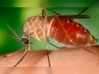 O estado do Rio já registrou 1.581 casos da febre de Oropouche