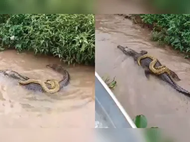 Imagem ilustrativa da imagem Sucuri 'pega carona' em jacaré e surpreende pescadores; vídeo