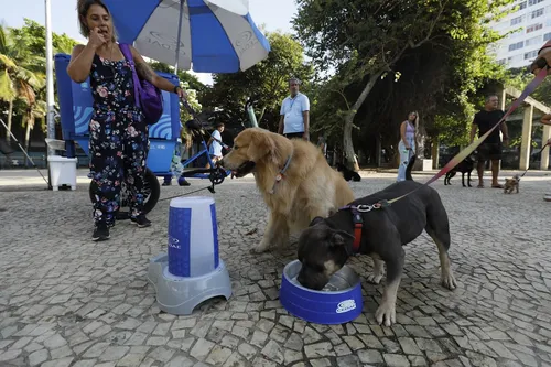 Pets também ganham refresco no calor carioca