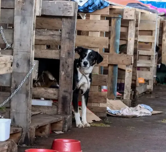 Mais de 5 mil animais em risco resgatados este ano no Rio
