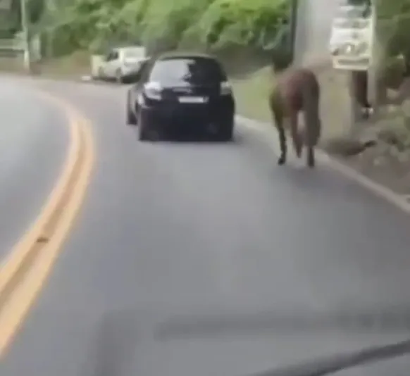 Vídeo: motorista é preso por arrastar cavalo com o carro