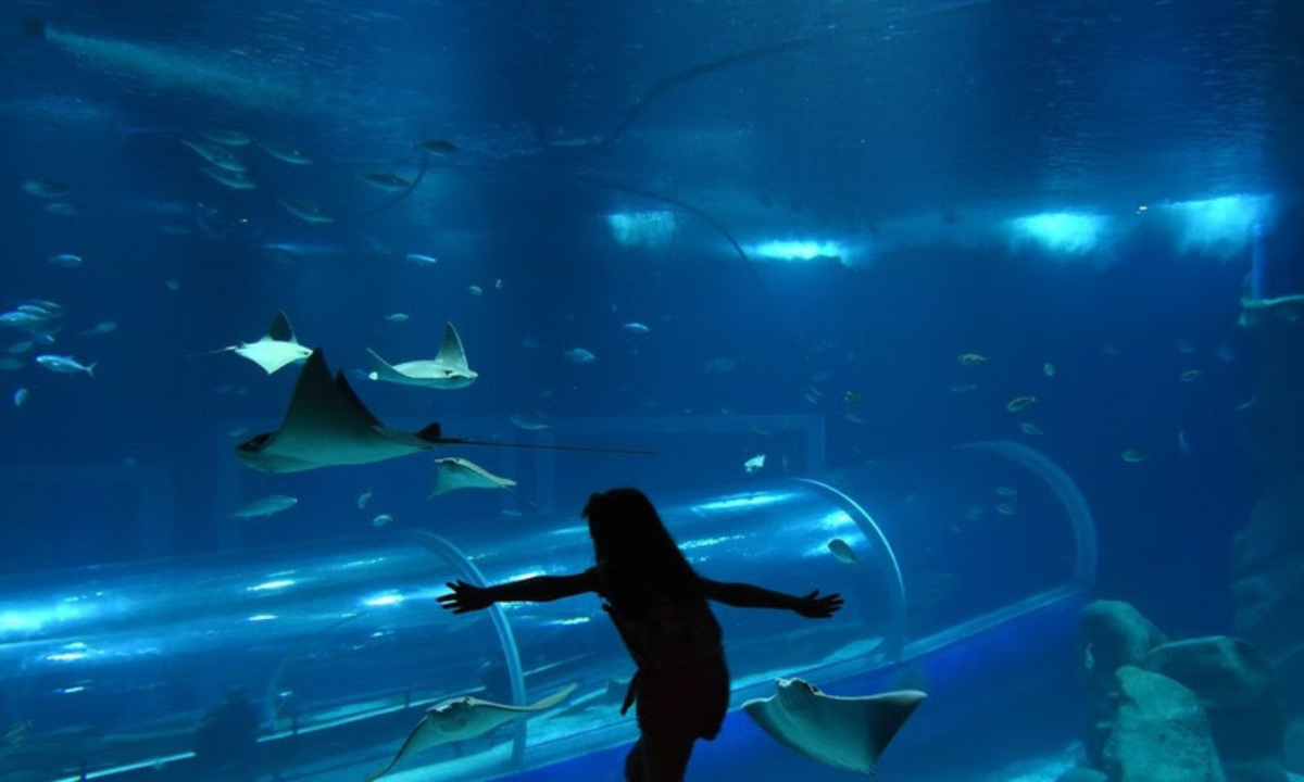 AquaRio promove entrada gratuita para pessoas com autismo