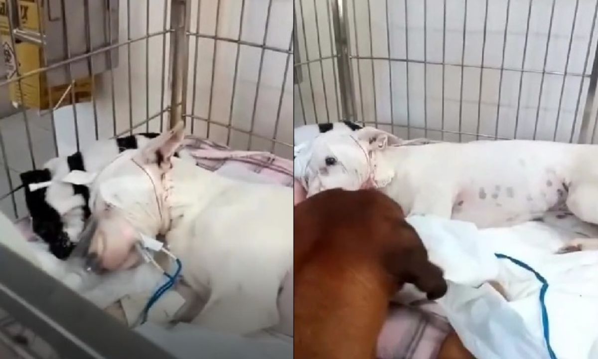Cadela picada por cobra sai de coma após visita de cão; vídeo