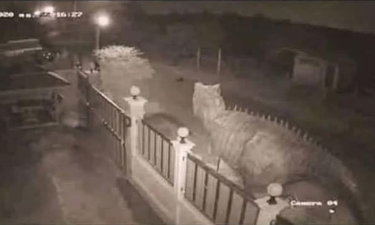 Dinossauro em São Gonçalo? Moradores reagem ao 'flagra' na web