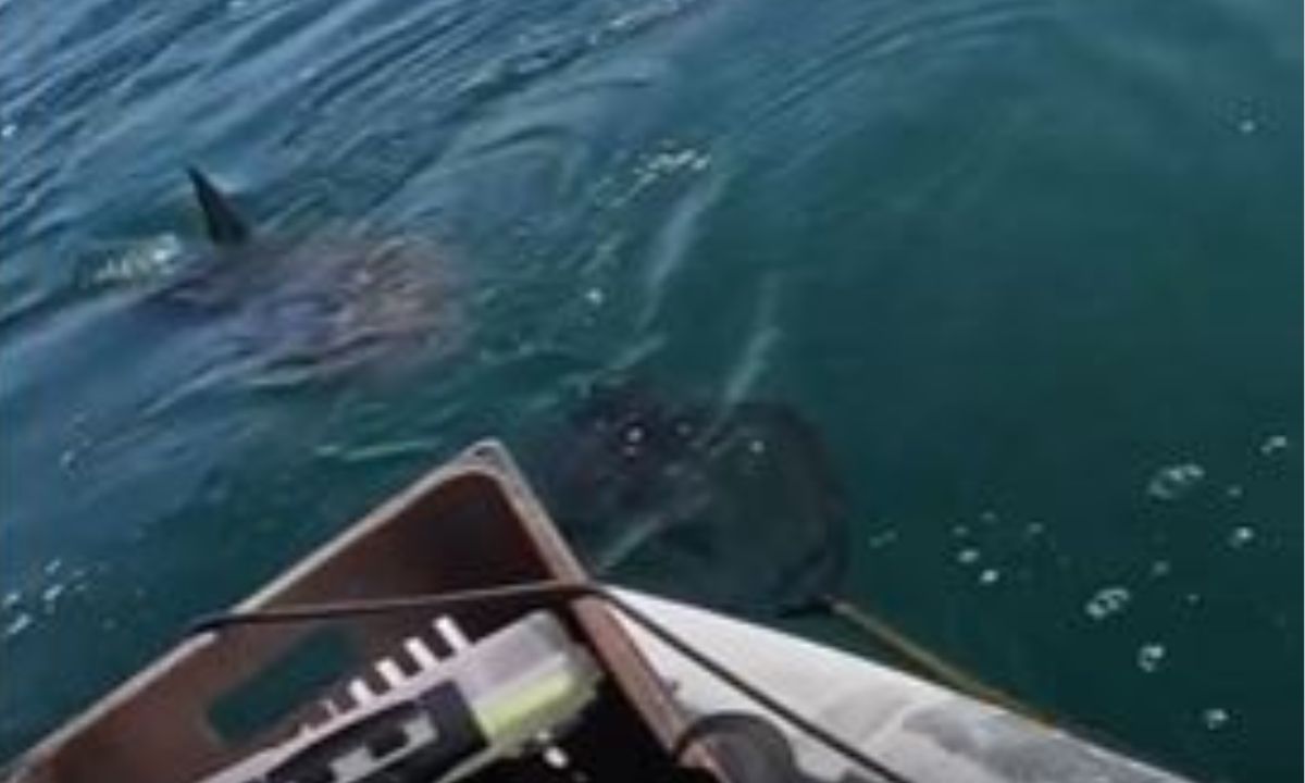 Susto! Pescadores são cercados por tubarões na Região dos Lagos