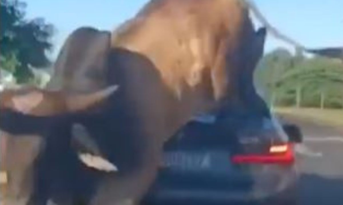 Touro enfurecido 'atropela' BMW e persegue homem; vídeo