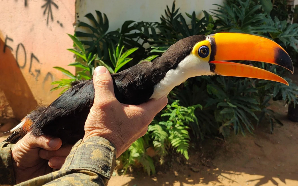 Tucano é resgatado de cativeiro com penas cortadas