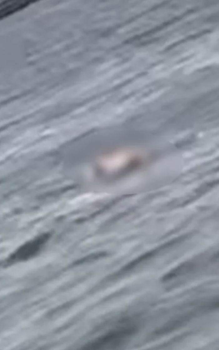 Vídeo: corpo é encontrado boiando na Baía de Guanabara