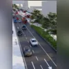 No ano passado, mais de 1.500 animais foram microchipados