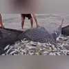 Movimentação na Ponte Rio Niterói