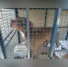 Imagem ilustrativa da imagem Ataque de pitbull deixa crianças feridas em escola do Rio