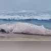 Imagem ilustrativa da imagem Baleia é encontrada morta em praia do Rio