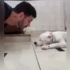 Imagem ilustrativa da imagem Cachorrinho surdo acordado por tutor emociona web; vídeo