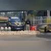 Imagem ilustrativa da imagem Cães farejam mais de meia tonelada de drogas em caminhão na Dutra