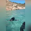 Imagem ilustrativa da imagem Casal é surpreendido por pinguim em Arraial do Cabo; vídeo